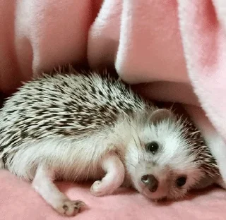 🌟 emoji ✨Hedgehogs✨(⁠◍⁠•⁠ᴗ⁠•⁠◍⁠)⁠✧⁠*⁠。 Telegram sticker 5 of 37