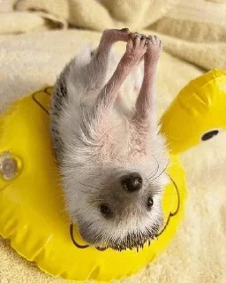 🌟 emoji ✨Hedgehogs✨(⁠◍⁠•⁠ᴗ⁠•⁠◍⁠)⁠✧⁠*⁠。 Telegram sticker 23 of 37
