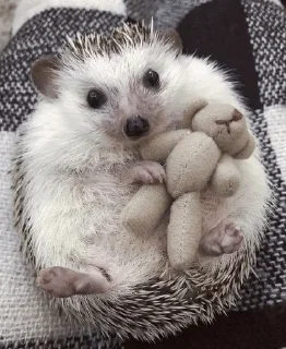 🌟 emoji ✨Hedgehogs✨(⁠◍⁠•⁠ᴗ⁠•⁠◍⁠)⁠✧⁠*⁠。 Telegram sticker 15 of 37