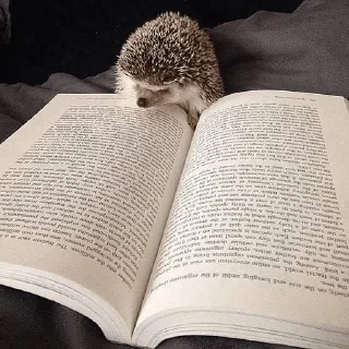 🌟 emoji ✨Hedgehogs✨(⁠◍⁠•⁠ᴗ⁠•⁠◍⁠)⁠✧⁠*⁠。 Telegram sticker 24 of 37