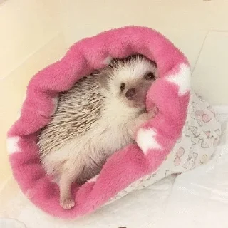 🌟 emoji ✨Hedgehogs✨(⁠◍⁠•⁠ᴗ⁠•⁠◍⁠)⁠✧⁠*⁠。 Telegram sticker 8 of 37