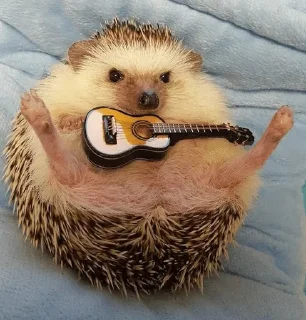 🌟 emoji ✨Hedgehogs✨(⁠◍⁠•⁠ᴗ⁠•⁠◍⁠)⁠✧⁠*⁠。 Telegram sticker 19 of 37