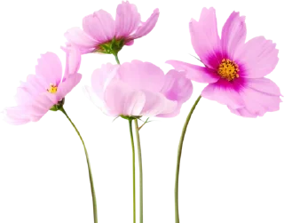 💐 emoji Flowers >> @Stickerabad Telegram sticker 2 of 71