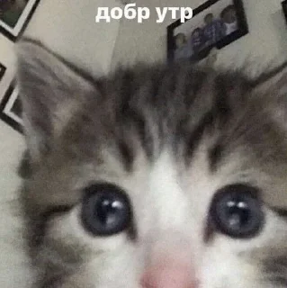 🌟 emoji коты правят миром. ᵉᵃˡʸᵉᶻᶻ Telegram sticker 8 of 20