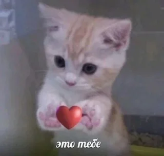 🌟 emoji коты правят миром. ᵉᵃˡʸᵉᶻᶻ Telegram sticker 10 of 20