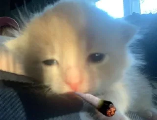 🌟 emoji коты правят миром. ᵉᵃˡʸᵉᶻᶻ Telegram sticker 15 of 20