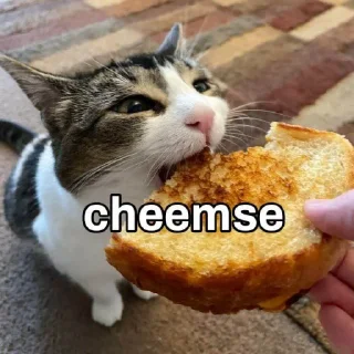 🧀 emoji :3 Telegram sticker 12 of 120