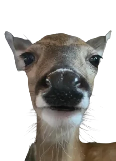 😐 emoji ((((zzz)))) Telegram sticker 24 of 30