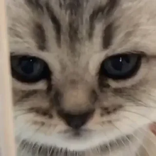 😞 emoji Стикеры ичо Telegram sticker 24 of 113