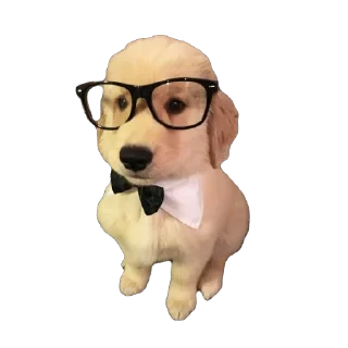 🤵‍♀️ emoji тварінкі by nabi ;) Telegram sticker 20 of 79