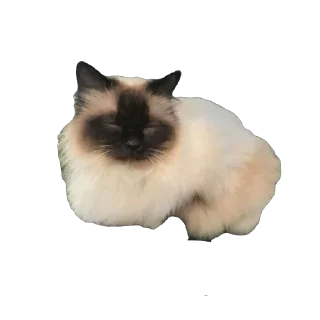 💮 emoji тварінкі by nabi ;) Telegram sticker 10 of 79