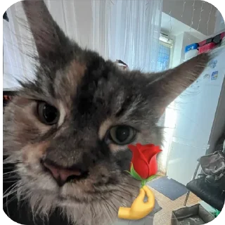 🐱 emoji китик^-* Telegram sticker 9 of 10