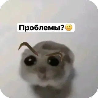 Sticker from Хомячки 🤍