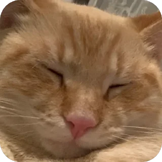 🌟 emoji Nala stickers Telegram sticker 6 of 14