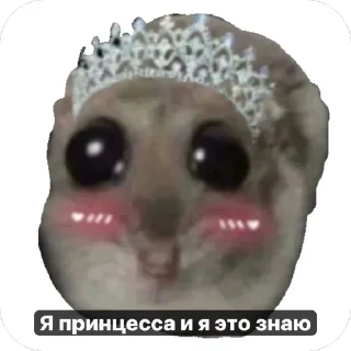 Sticker from Хомячки 🤍