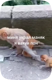 🇲🇩 emoji Обезьянки поны 7 Telegram sticker 20 of 39