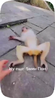 🇲🇰 emoji Обезьянки поны 7 Telegram sticker 16 of 39