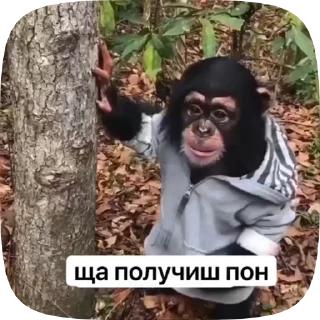 🇲🇰 emoji Обезьянки поны 7 Telegram sticker 12 of 39
