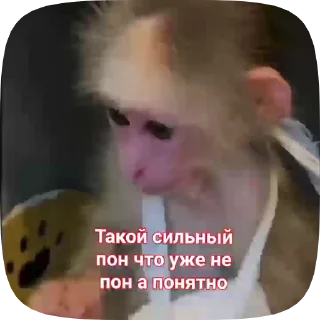 🇷🇴 emoji Обезьянки поны 11 Telegram sticker 7 of 27