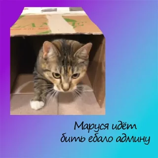 😸 emoji Админа надо хуесосить Telegram sticker 2 of 20
