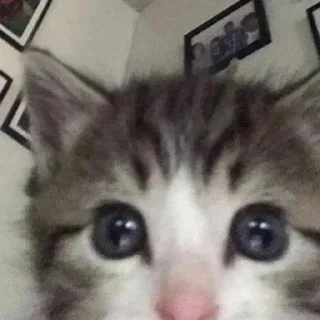😶 emoji Обблевыши Telegram sticker 19 of 24