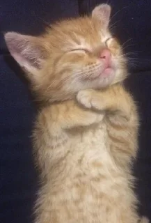 ☺️ emoji Это котики? Telegram sticker 21 of 80
