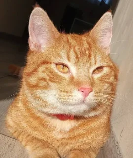 😏 emoji Это котики? Telegram sticker 5 of 80