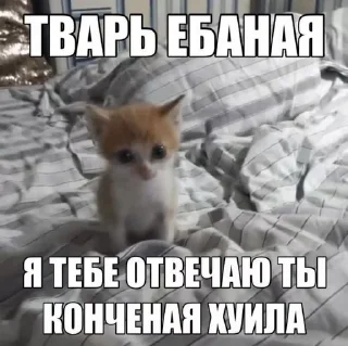 😍 emoji Чота Telegram sticker 17 of 31