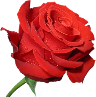 💐 emoji Flowers >> @Stickerabad Telegram sticker 8 of 71