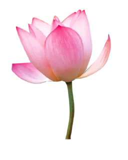 💐 emoji Flowers >> @Stickerabad Telegram sticker 4 of 71
