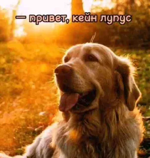 🐶 emoji кейн лучше Telegram sticker 5 of 66
