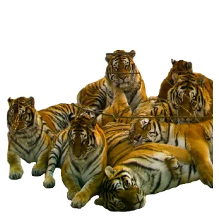 👥 emoji Maero's Tigers Telegram sticker 22 of 82