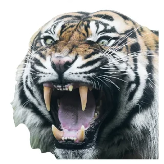 😡 emoji Maero's Tigers Telegram sticker 7 of 82
