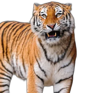 🤨 emoji Tigers yiff stickers Telegram sticker 21 of 24