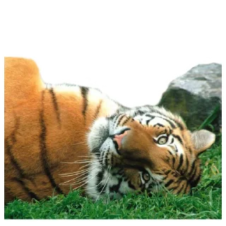 💤 emoji Maero's Tigers Telegram sticker 19 of 82