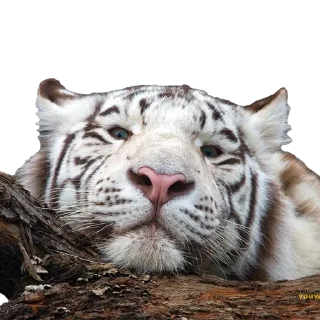 😕 emoji Tigers yiff stickers Telegram sticker 22 of 24