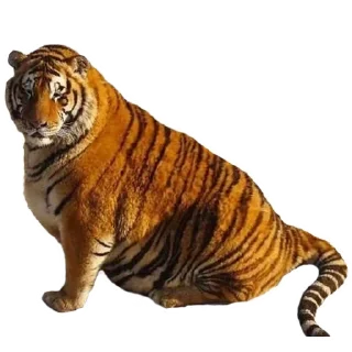 🍔 emoji Maero's Tigers Telegram sticker 5 of 82