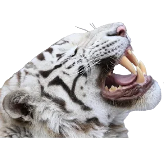 🤤 emoji Tigers yiff stickers Telegram sticker 23 of 24