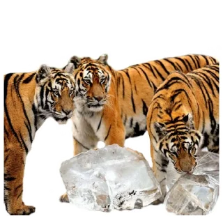 ❄️ emoji Maero's Tigers Telegram sticker 24 of 82