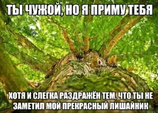 🌿 emoji Мшистые мхи в лесу Telegram sticker 20 of 57