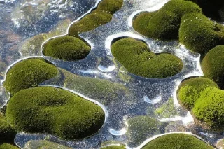 🌟 emoji moss @slavic_angel Telegram sticker 20 of 53