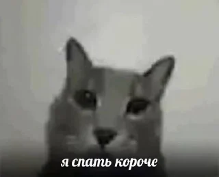🌟 emoji коты правят миром. ᵉᵃˡʸᵉᶻᶻ Telegram sticker 12 of 20