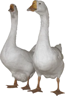 🦢 emoji Telegroyp Fam Telegram sticker 23 of 108