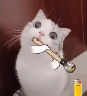 🌟 emoji Единый @TgEmodziBot Telegram sticker 24 of 64