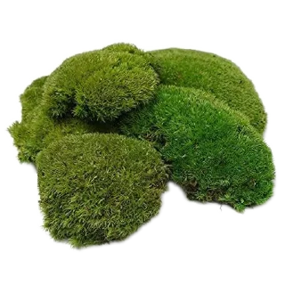 🥦 emoji Мшистые мхи в лесу Telegram sticker 13 of 57