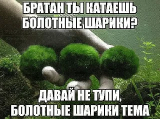🌿 emoji Мшистые мхи в лесу Telegram sticker 7 of 57