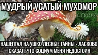 🌿 emoji Мшистые мхи в лесу Telegram sticker 16 of 57