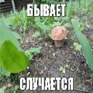 🌿 emoji Мшистые мхи в лесу Telegram sticker 17 of 57