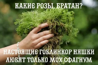 🌿 emoji Мшистые мхи в лесу Telegram sticker 10 of 57