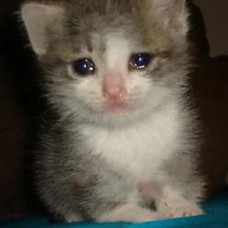 😥 emoji Любимые стикеры Адельсон Telegram sticker 6 of 119